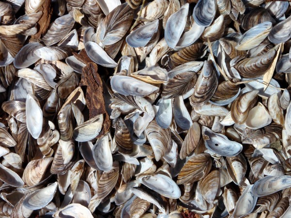 Zebra_mussels_washed_ashore_on_Lake_Winnebago.jpg