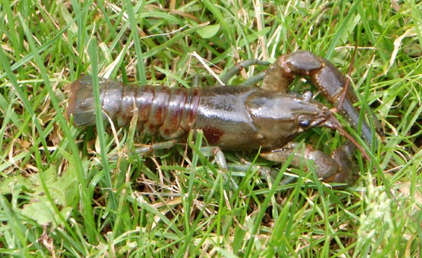 Rusty_Crayfish.jpg