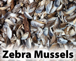 Zebra Mussels