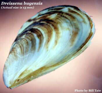 Quagga_mussel.jpg