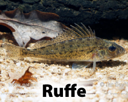 Ruffe