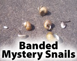 Banded Mystery Snails