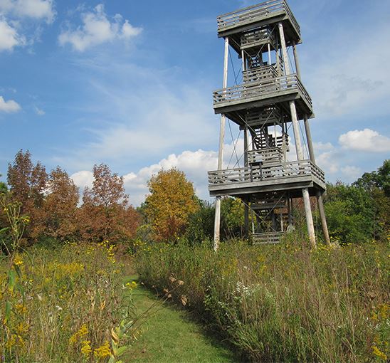 Wooden tower in the woods