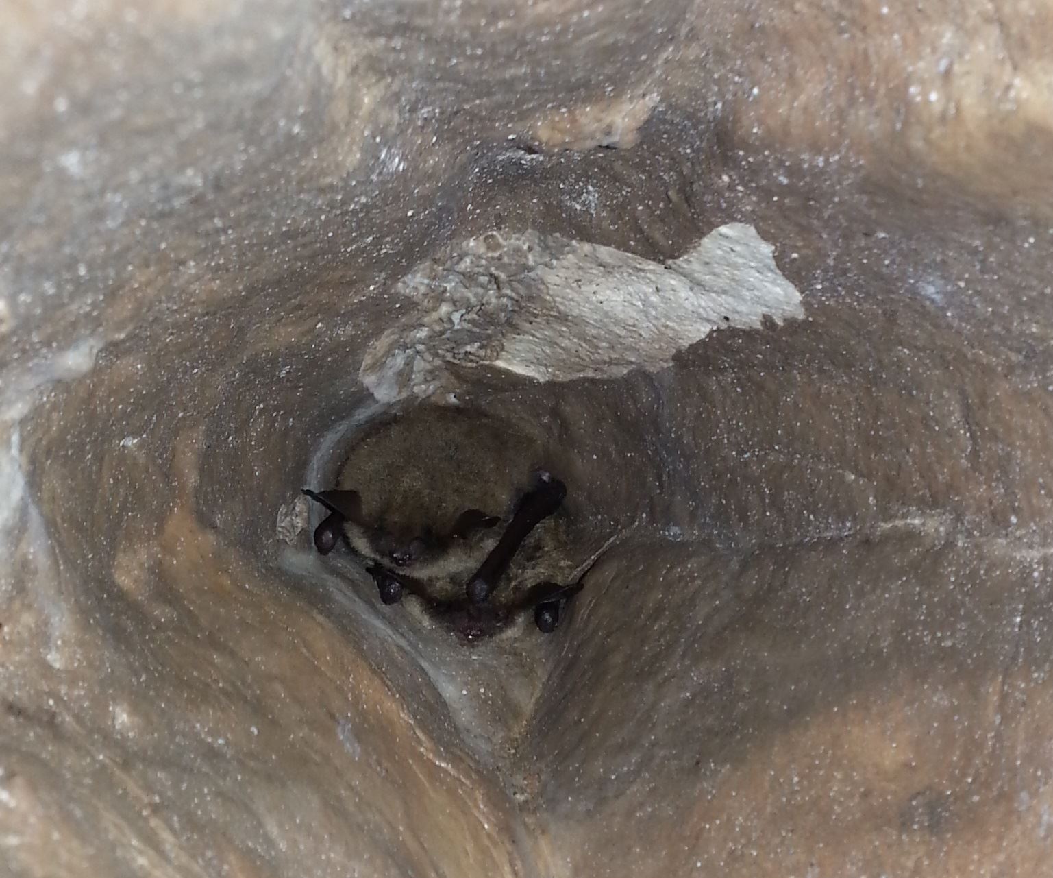Two bats hanging together in a cave. You can only see their faces.