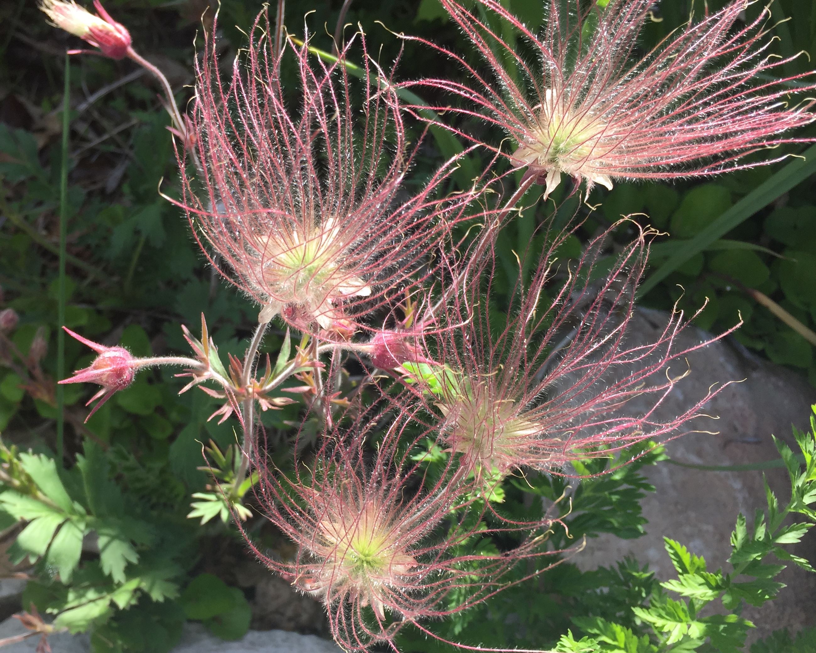 Pink prairie smoke flowers