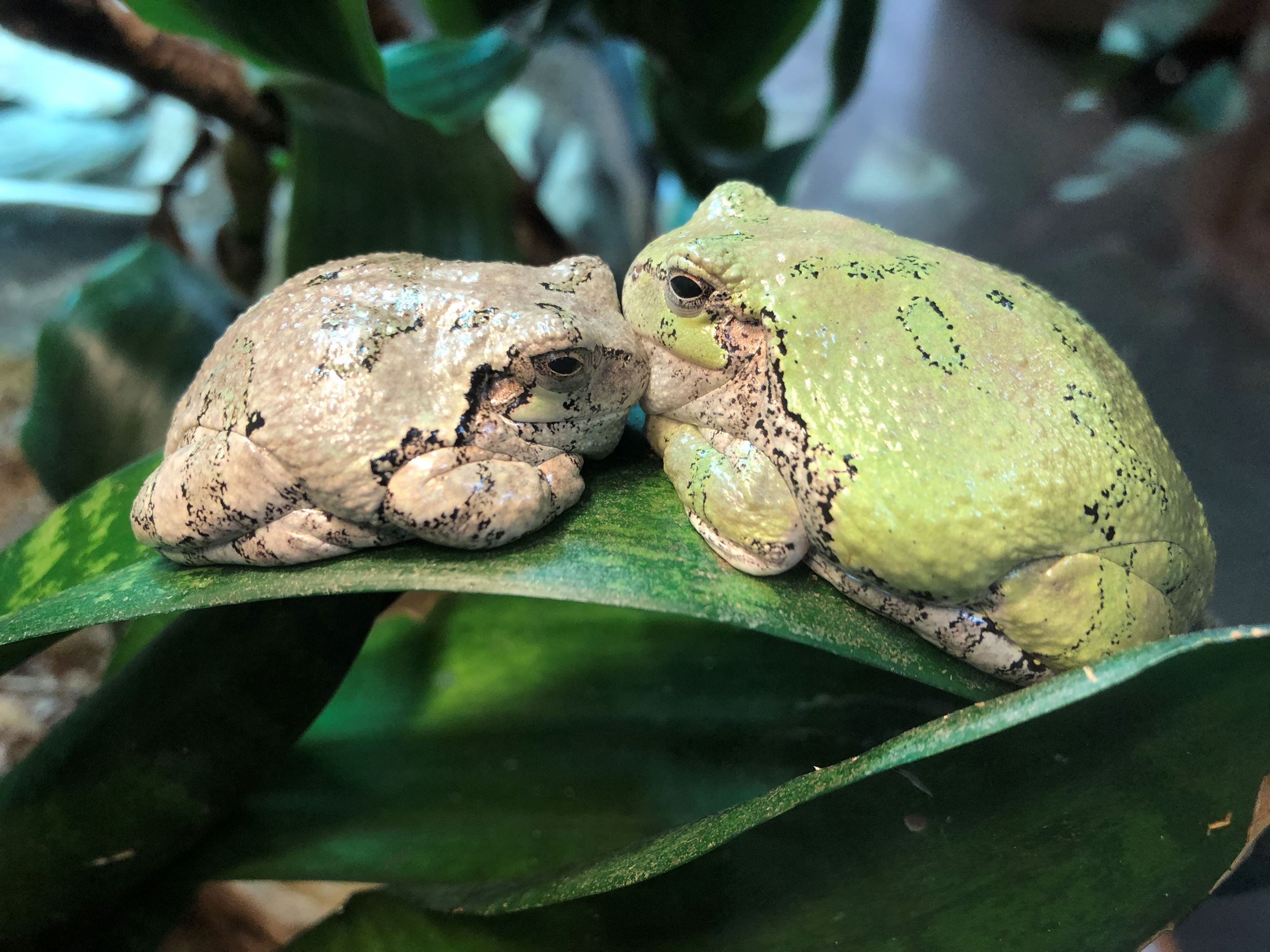 Two gray tree frogs sitting on a leaf. They are face to face and look like they are kissing. 