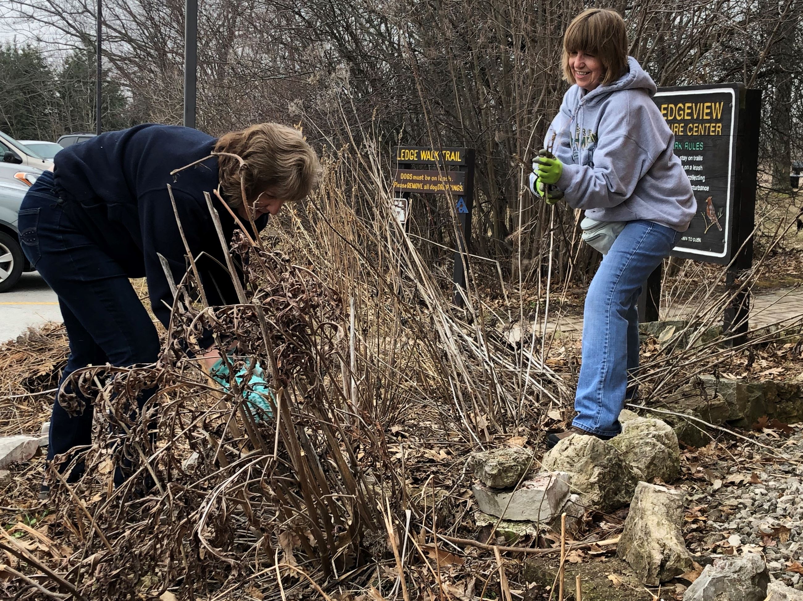 Two women taking dead stalks from plants in garden. 