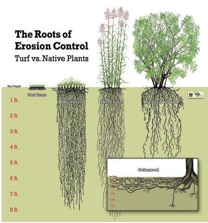 Roots of Erosion Control